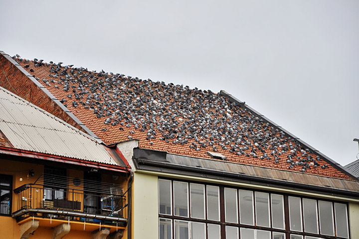 A2B Pest Control are able to install spikes to deter birds from roofs in Atherstone. 