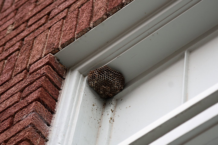 We provide a wasp nest removal service for domestic and commercial properties in Atherstone.